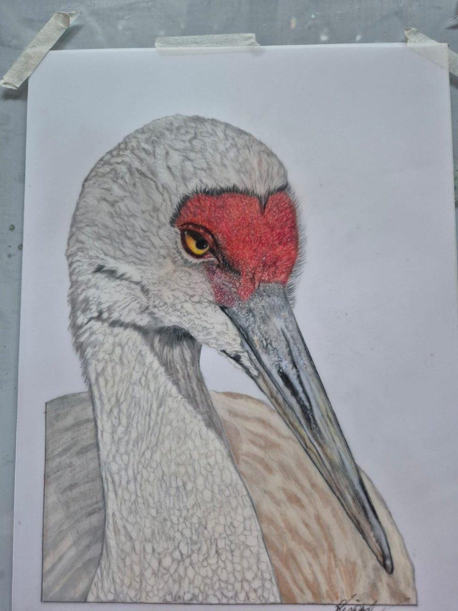 The sandhill crane drawing taped to a board, its red crown and yellow eye finished