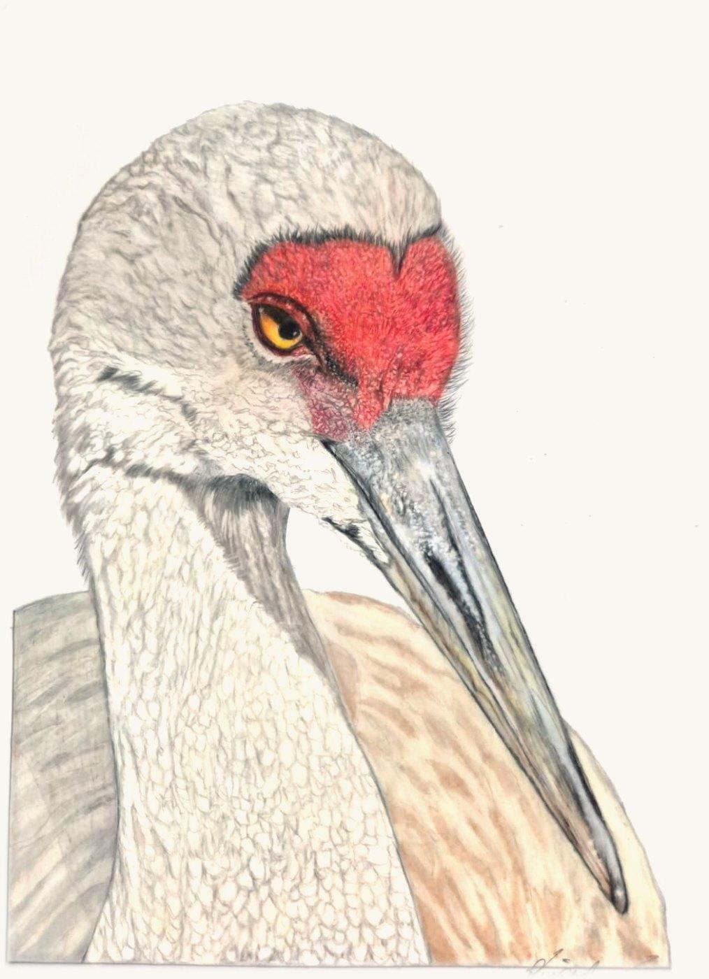 Sandhill crane in profile with grey feathers, a red crown and a yellow eye, its long beak pointing down