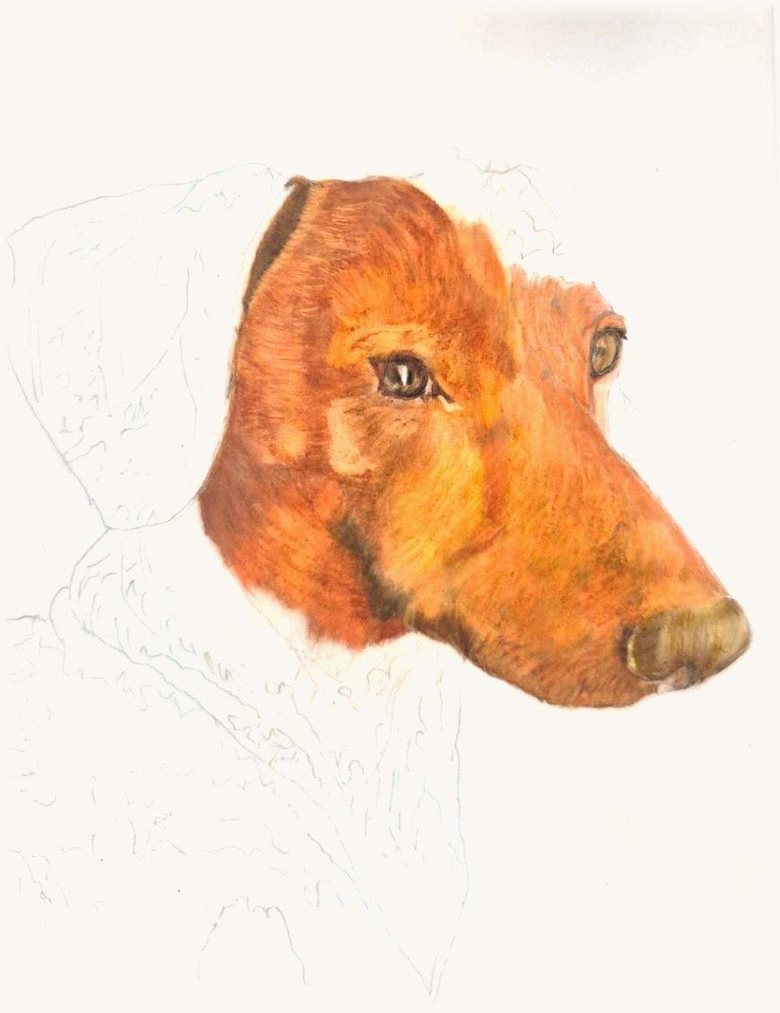 A red dachshund drawing in progress: the face coloured in, the ear and neck still pencil outlines