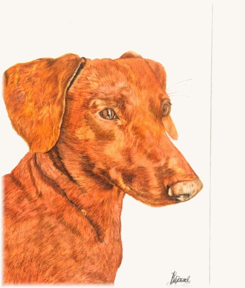 Red dachshund in three-quarter profile with soft amber eyes and a glossy coat