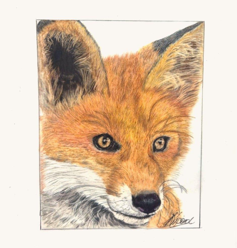Red fox face inside a ruled border, with amber eyes and white whiskers