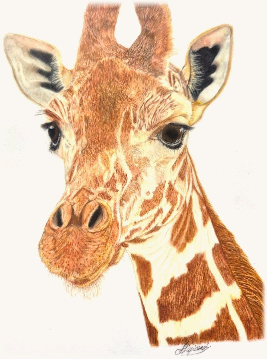 Giraffe head and neck facing slightly left, with long lashes and soft brown eyes