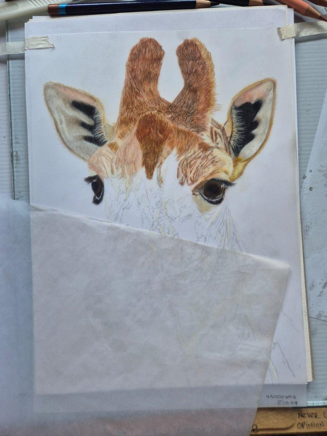 A giraffe drawing in progress: the head and ears finished in coloured pencil, the rest still outlines under a sheet of glassine