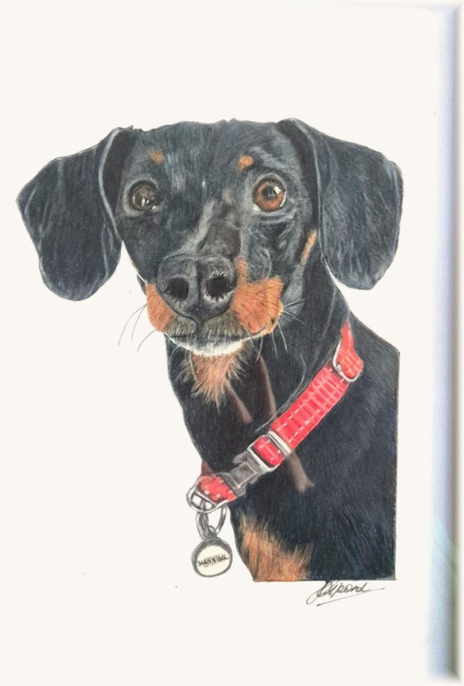 Hannibal, a black and tan dachshund in a red collar, looking straight out with glossy brown eyes