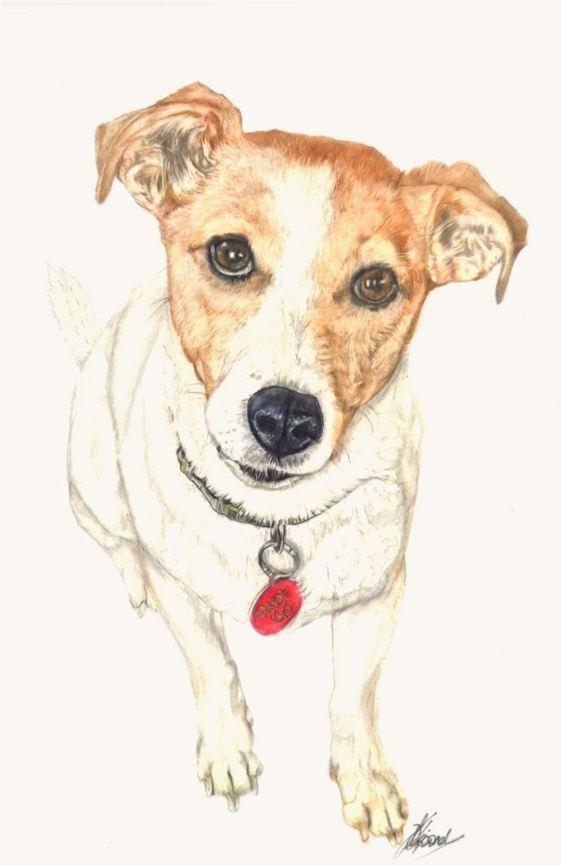 Coloured-pencil Jack Russell, white with tan ears, looking up at the viewer with a red name tag on its collar