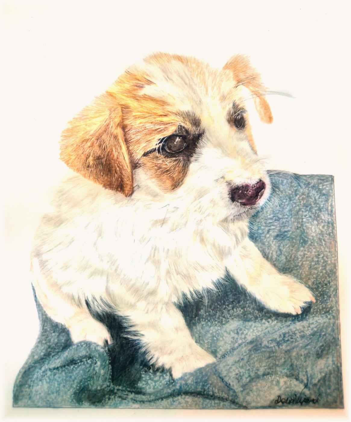 Fluffy white and tan puppy sitting on a grey-blue blanket, looking over its shoulder
