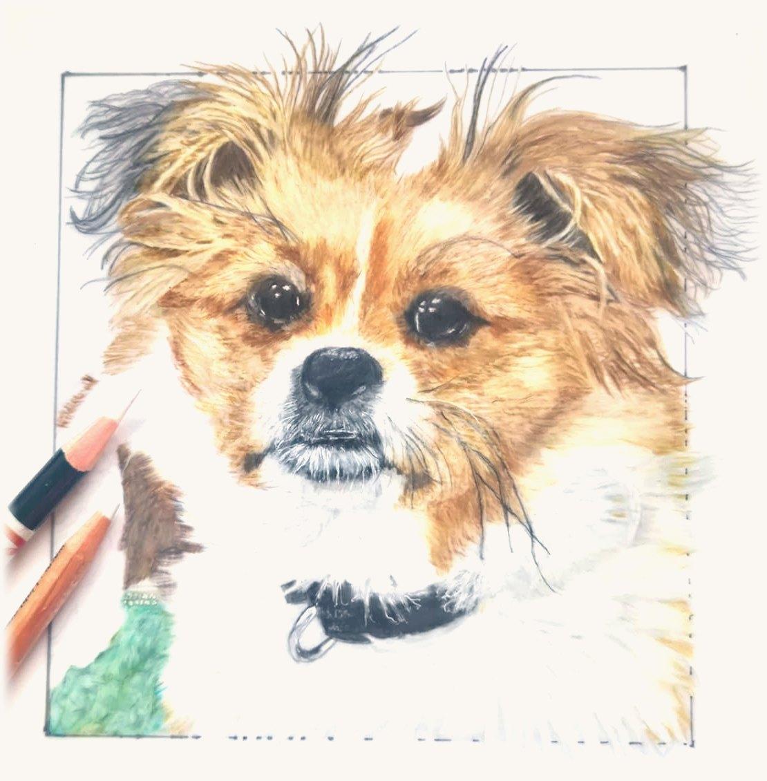 Scruffy tan and white long-haired dog with wispy ears and dark, shiny eyes