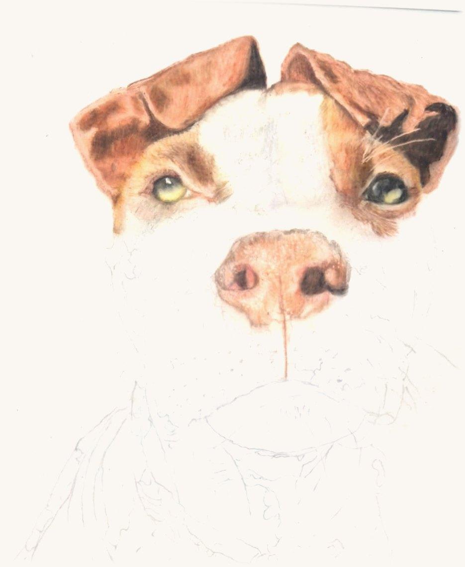 Staffie portrait in progress: ears, eyes and nose coloured, the rest in pencil outline