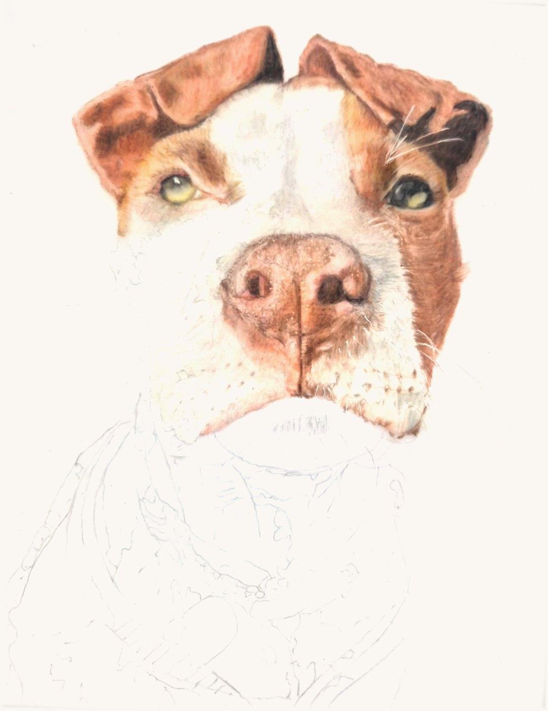 Staffie portrait in progress: the whole face coloured, the body still in outline