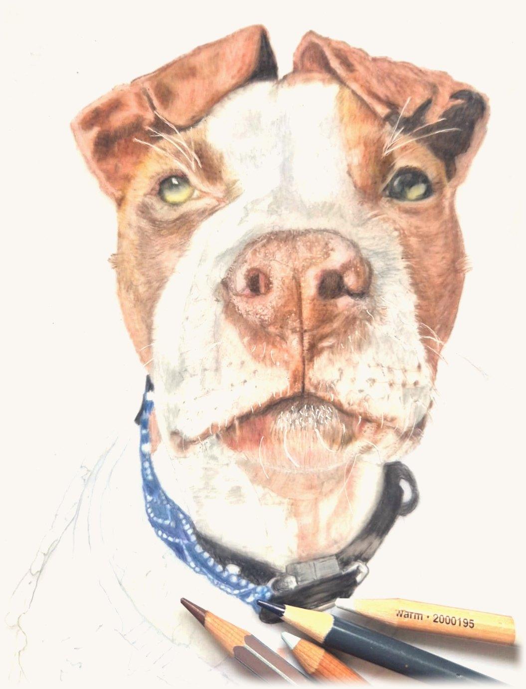 Staffie portrait nearly done: blue bandana and black collar added, pencils resting on the paper