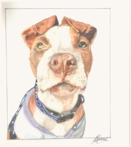 Brown and white Staffie looking up, in a blue bandana and black collar over a grey jumper