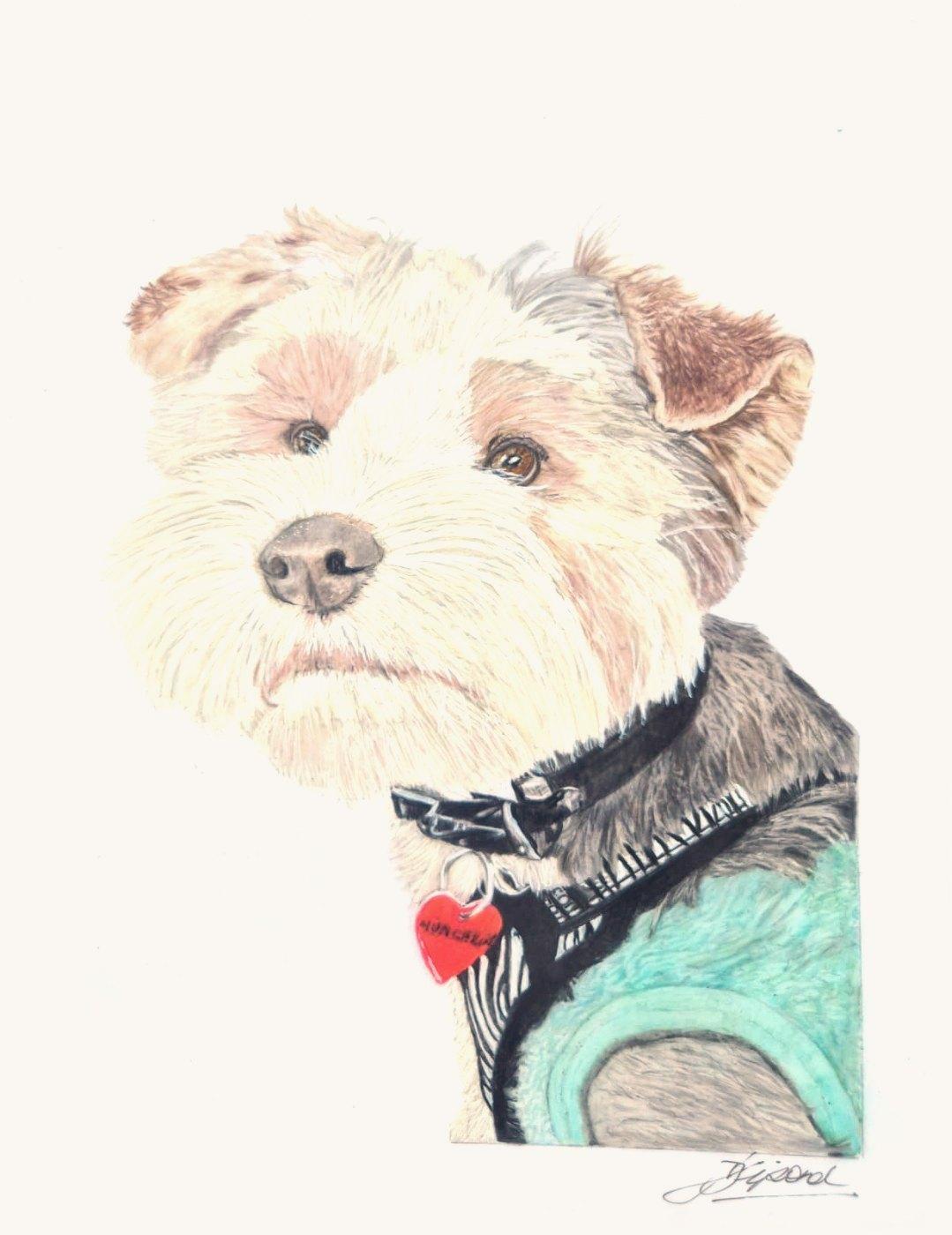 Scruffy white and tan terrier in a teal jacket, head turned, with a red heart tag on a black collar