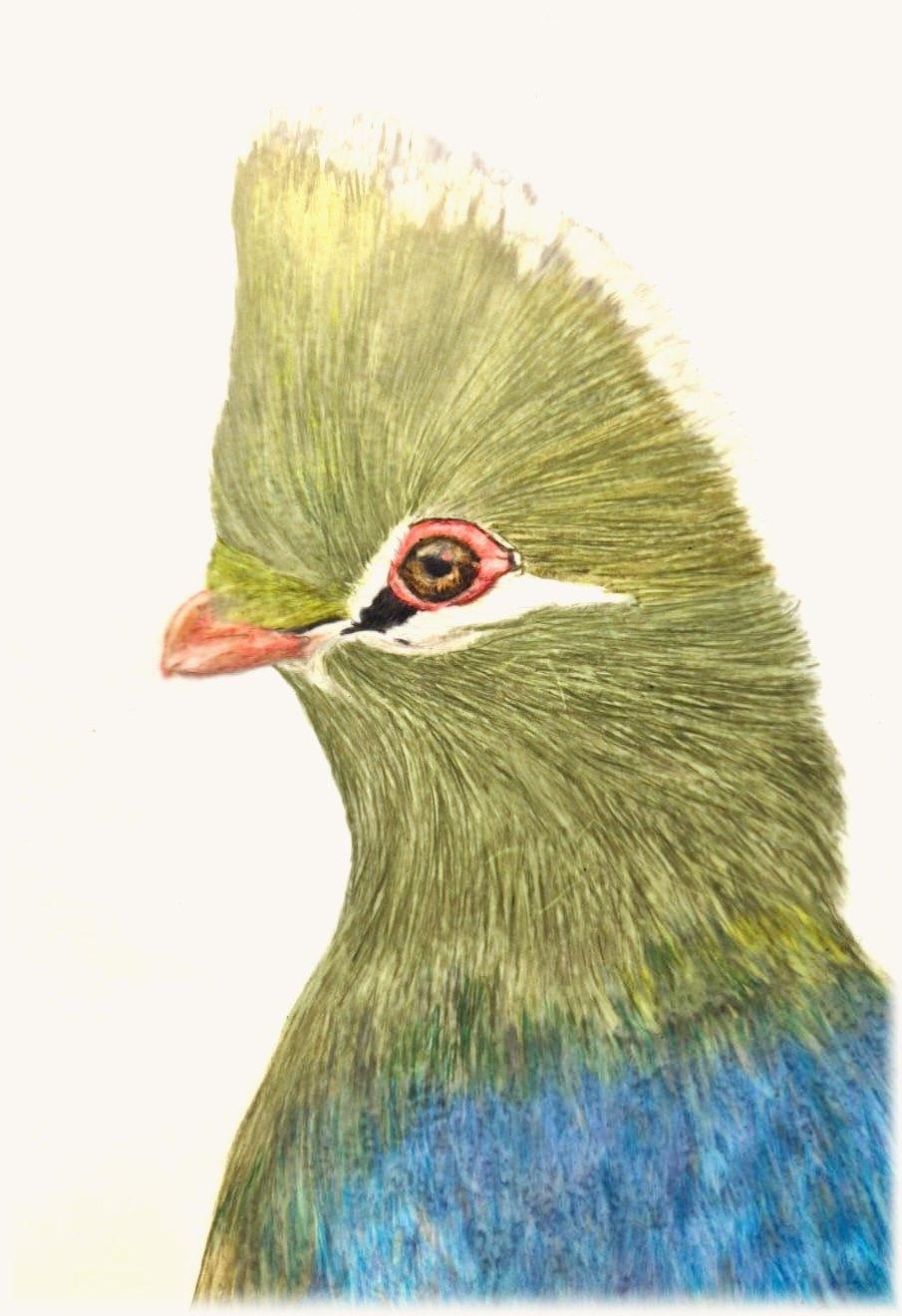 Knysna turaco in profile, with a white-tipped green crest, a red eye-ring and a blue back