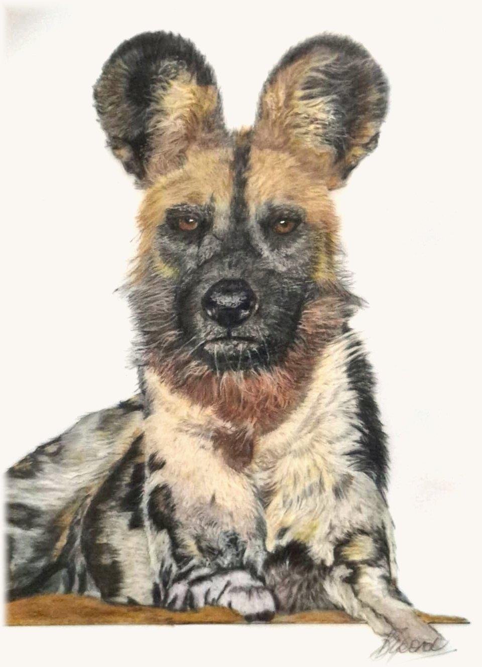 African wild dog lying down, with huge round ears and a mottled black, tan and white coat