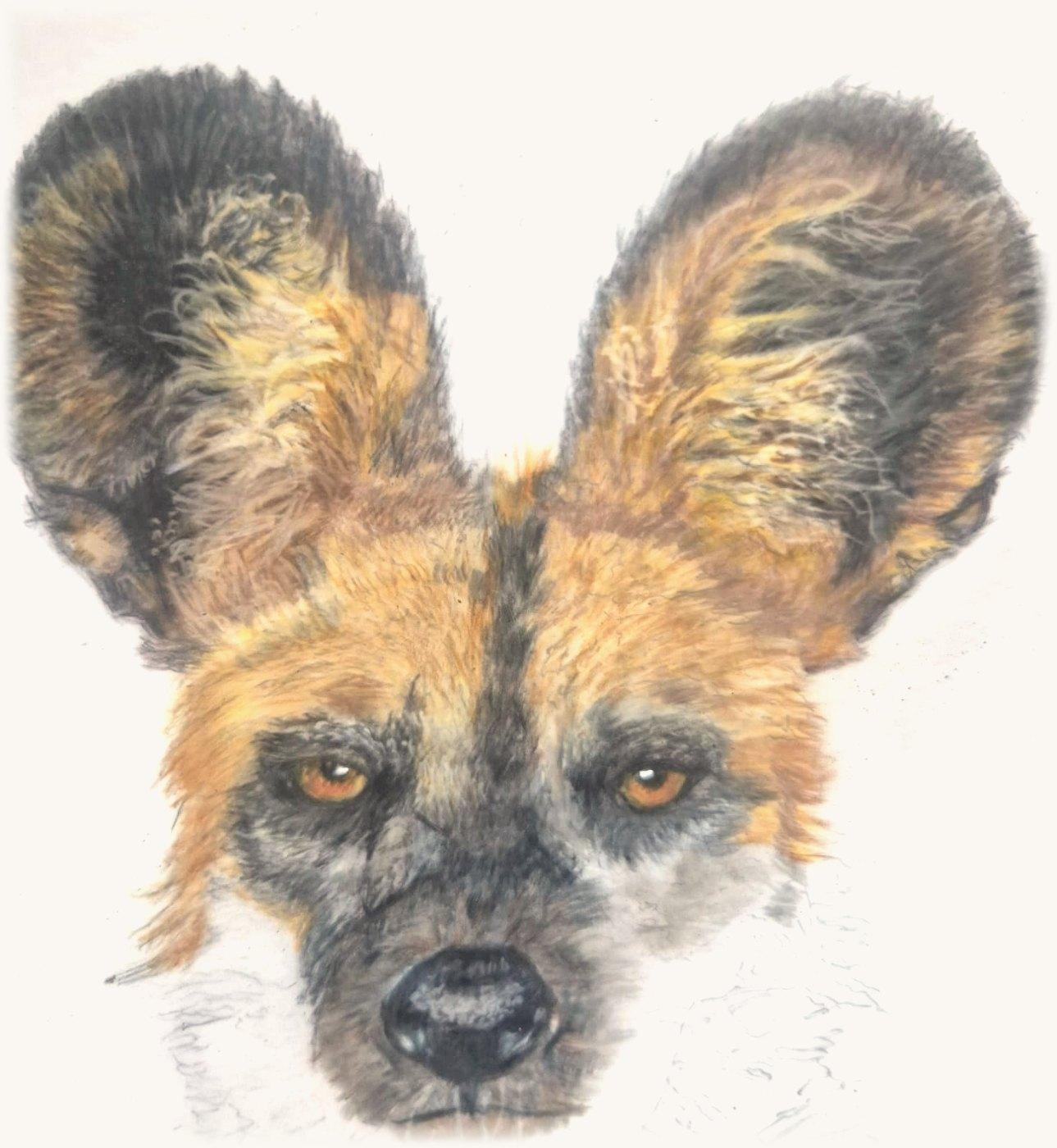 The wild dog in progress: head finished, the rest still in pencil outline